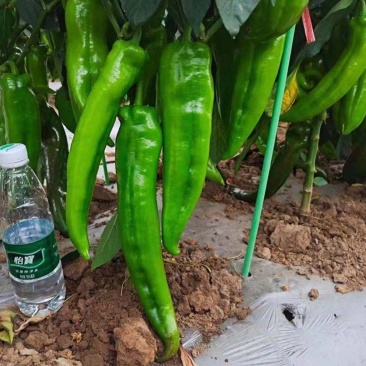 大果型牛角椒苗供应中厚皮大牛角辣椒苗批发辣度好