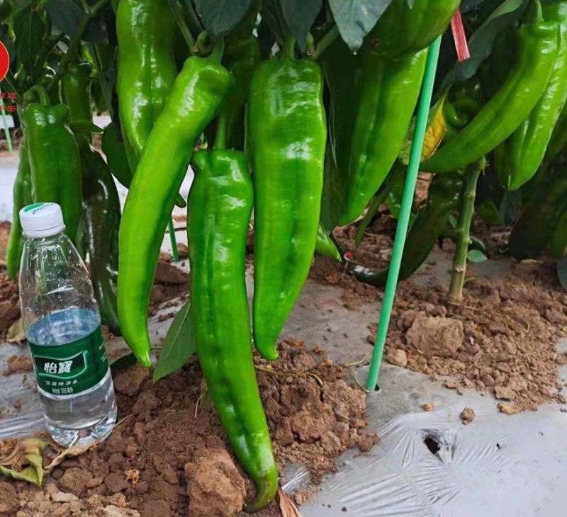 大果型牛角椒苗供应中厚皮大牛角辣椒苗批发辣度好