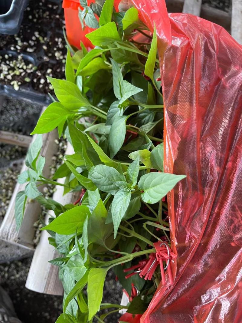 大果型牛角椒苗供应中厚皮大牛角辣椒苗批发辣度好