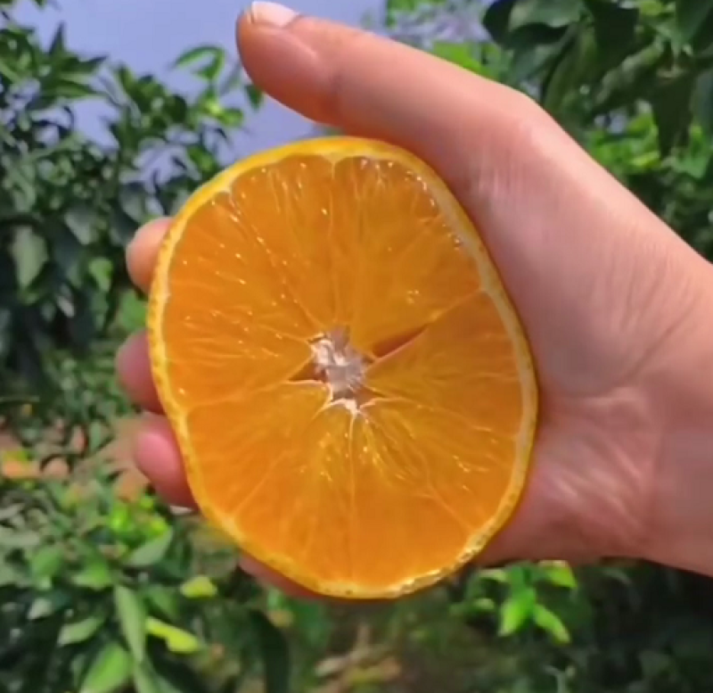 【热卖】纽纽荷尔脐橙，纯甜橙子江边果大皮薄口感纯甜水分足