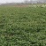 野菜面条菜羊蹄子棵柳叶菜玉瓶草蒸菜用