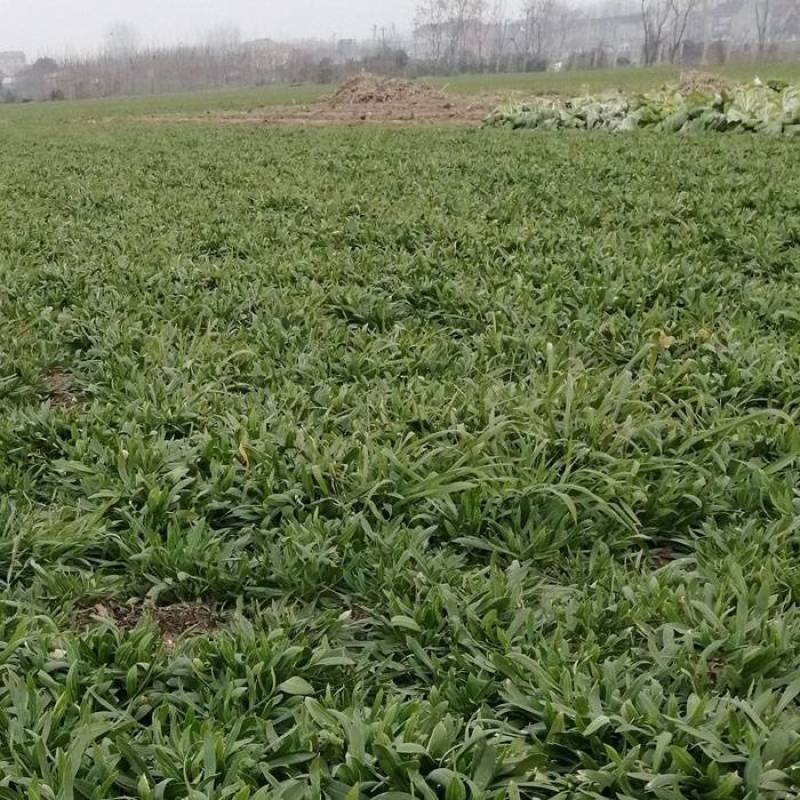 野菜面条菜羊蹄子棵柳叶菜玉瓶草蒸菜用