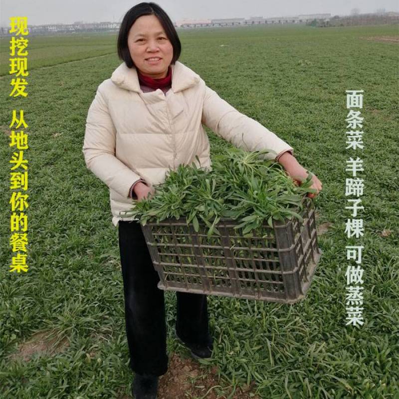 野菜面条菜羊蹄子棵柳叶菜玉瓶草蒸菜用