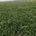 野菜面条菜羊蹄子棵柳叶菜玉瓶草蒸菜用