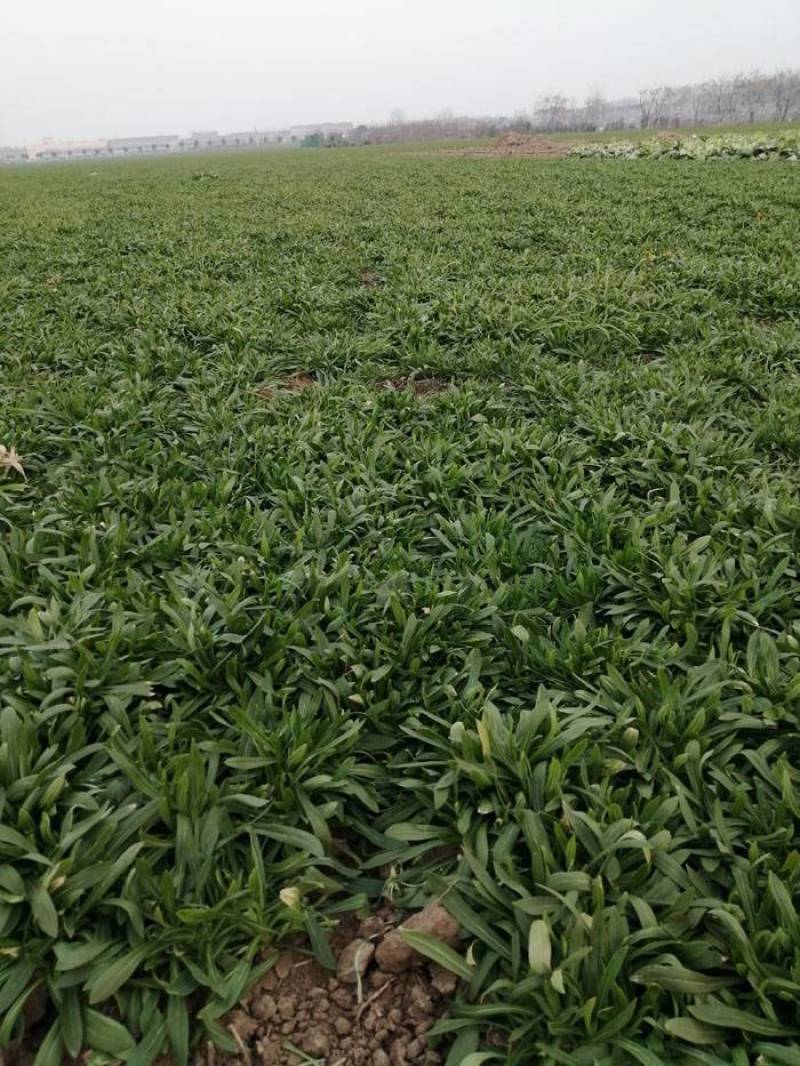 野菜面条菜羊蹄子棵柳叶菜玉瓶草蒸菜用