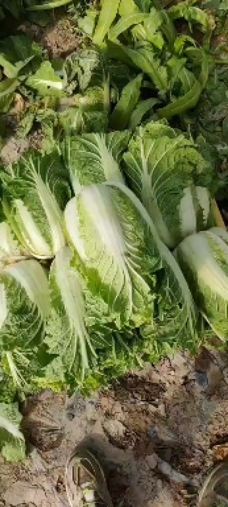 甘肃酒泉精品娃娃菜货源充足大棚货储存货都有