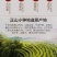 正山小种批发价格小包装500克
