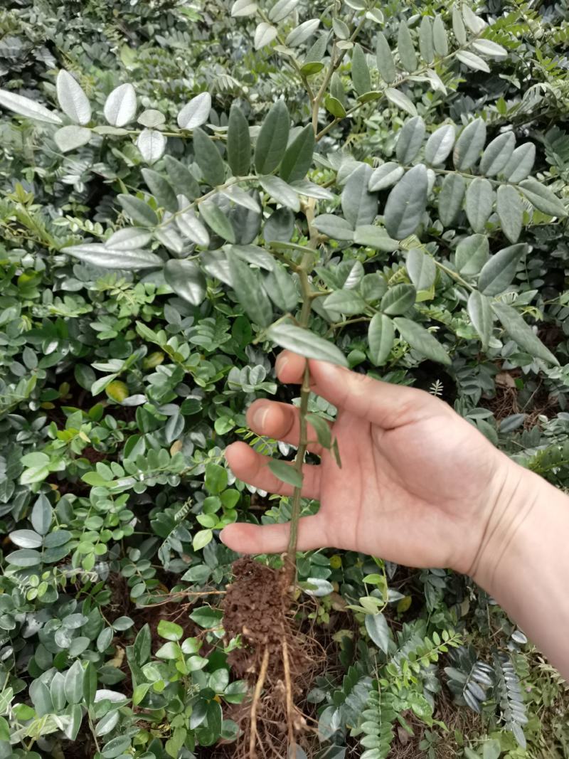 山豆根种子，云南苦参种子，山豆根净籽，颗粒饱满出芽率95