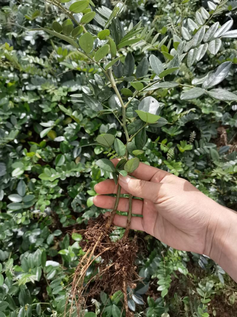 山豆根种子，云南苦参种子，山豆根净籽，颗粒饱满出芽率95