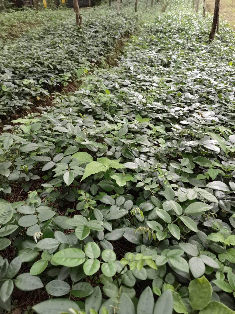 山豆根种子，云南苦参种子，山豆根净籽，颗粒饱满出芽率95