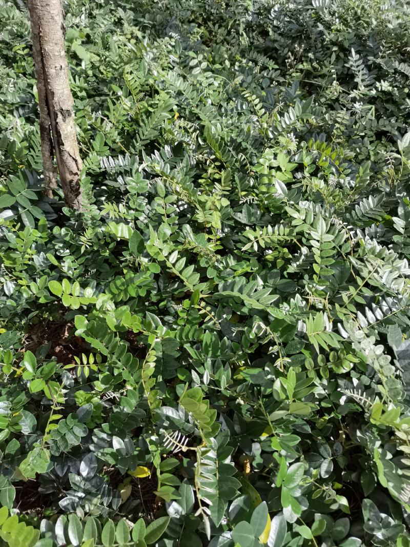 山豆根种子，云南苦参种子，山豆根净籽，颗粒饱满出芽率95
