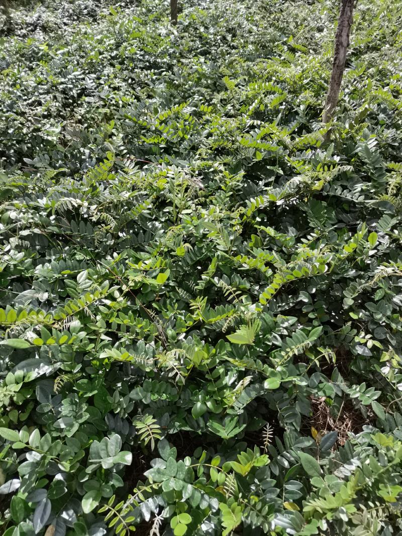 山豆根种子，云南苦参种子，山豆根净籽，颗粒饱满出芽率95