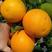 【夏橙】湖北脐橙，湖北橙子，果园看货定货采摘，量大从优