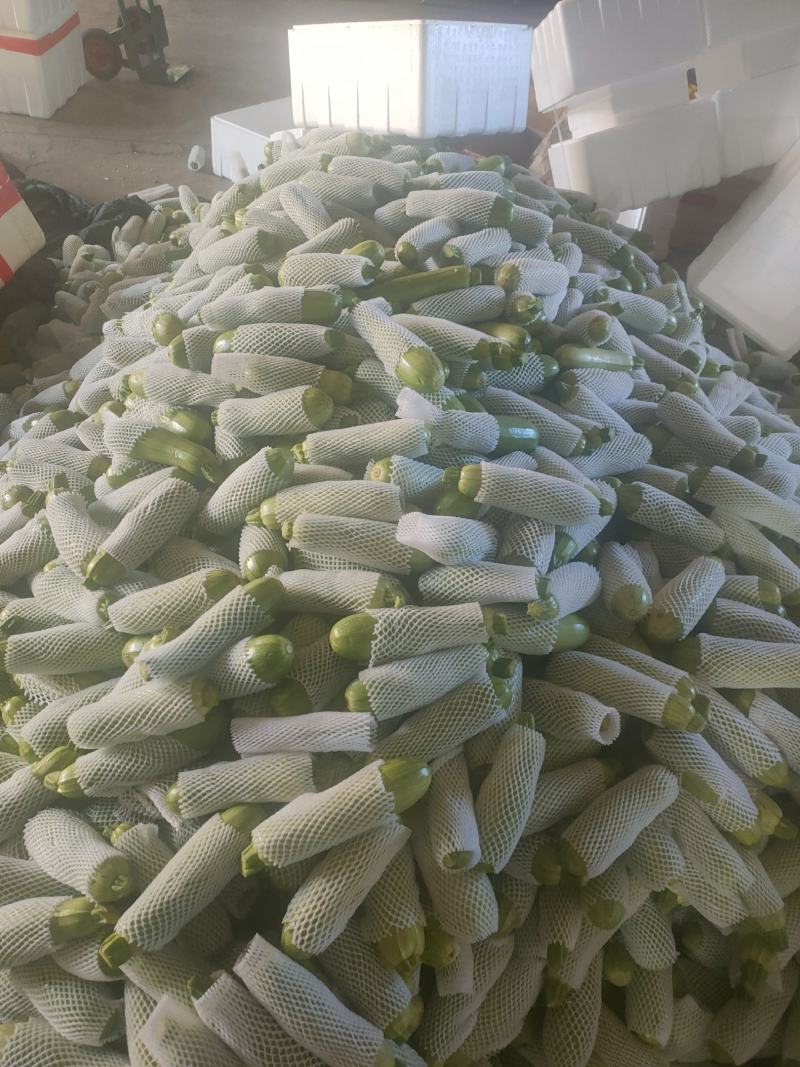西葫芦大量上市中，有需要的老板联系