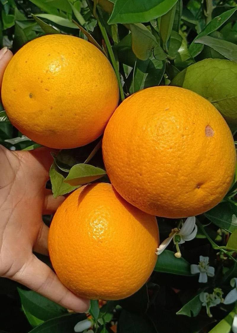 夏橙果面干净，口感甜，大量上市，皮薄无渣价格便宜