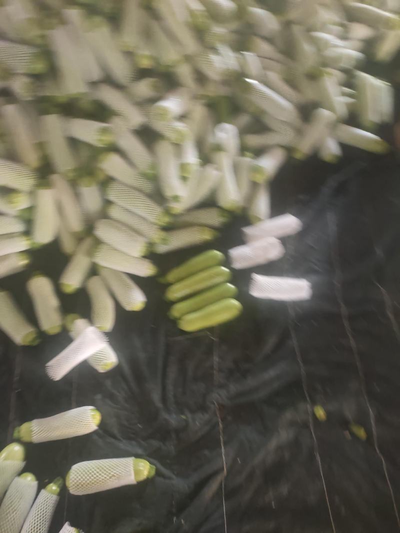西葫芦大量上市中，有需要的老板联系
