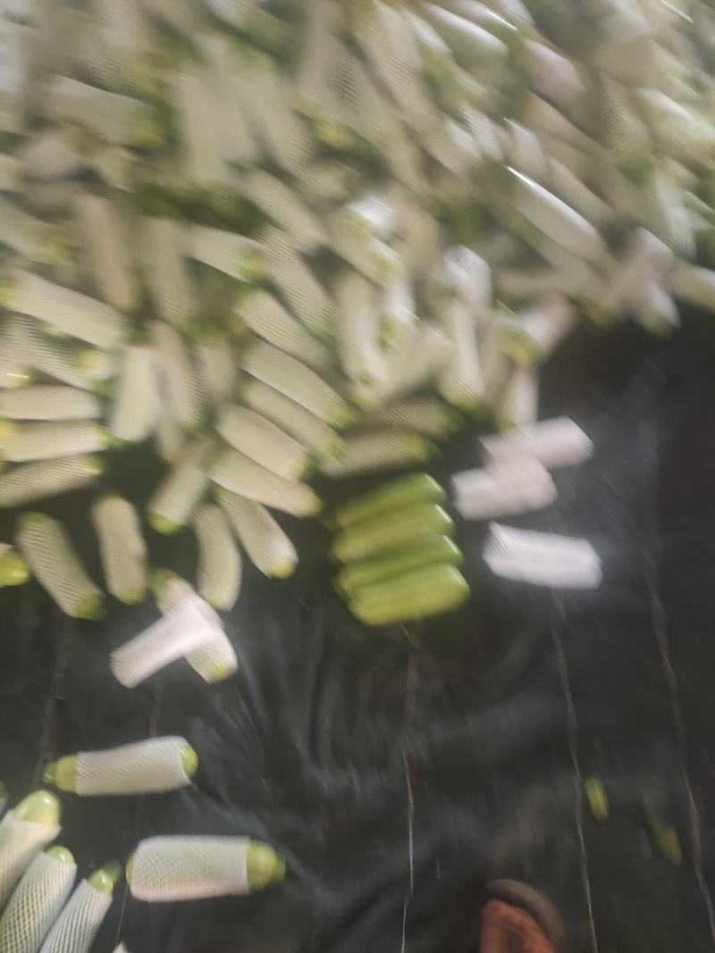 西葫芦大量上市中，有需要的老板联系