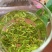 批发绿茶明前新茶春茶罐装500克