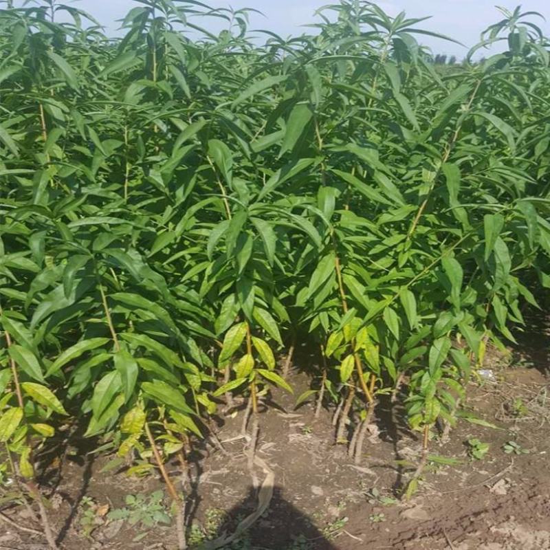 基地直供2345公分桃树苗，价格实惠，包修剪，欢迎来电