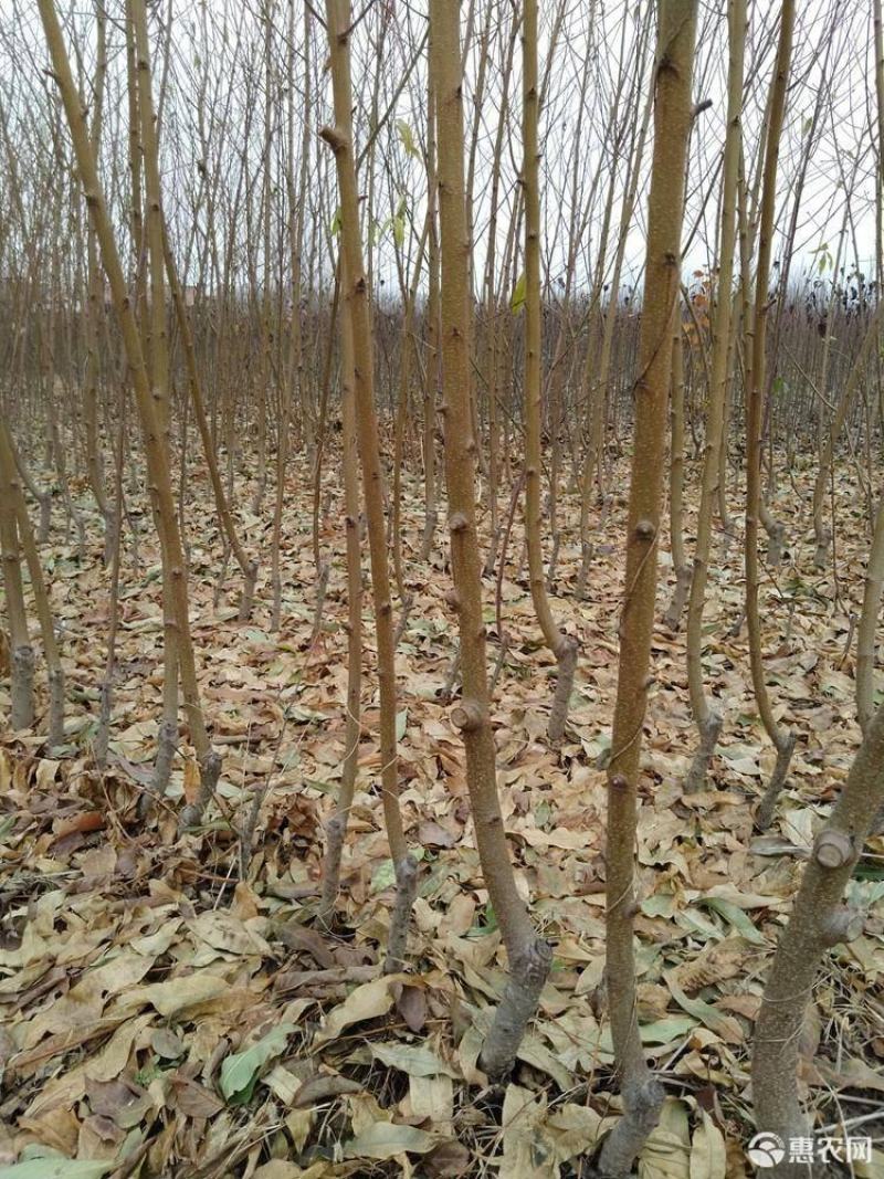 基地直供2345公分桃树苗，价格实惠，包修剪，欢迎来电