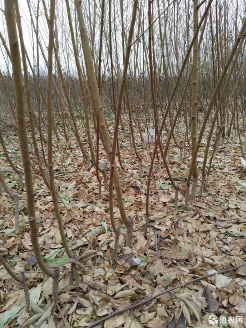 基地直供2345公分桃树苗，价格实惠，包修剪，欢迎来电
