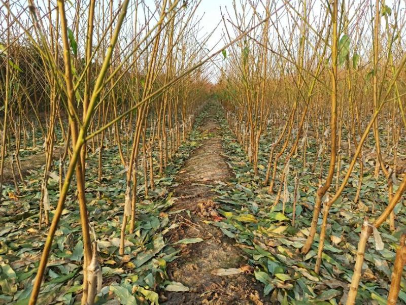基地直供2345公分桃树苗，价格实惠，包修剪，欢迎来电