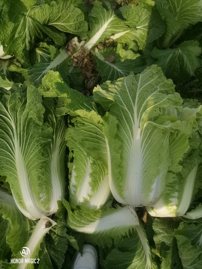 商丘白菜精品夏阳白菜产地直供，品质保证，欢迎来电。