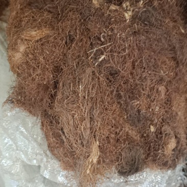 玉米须统货