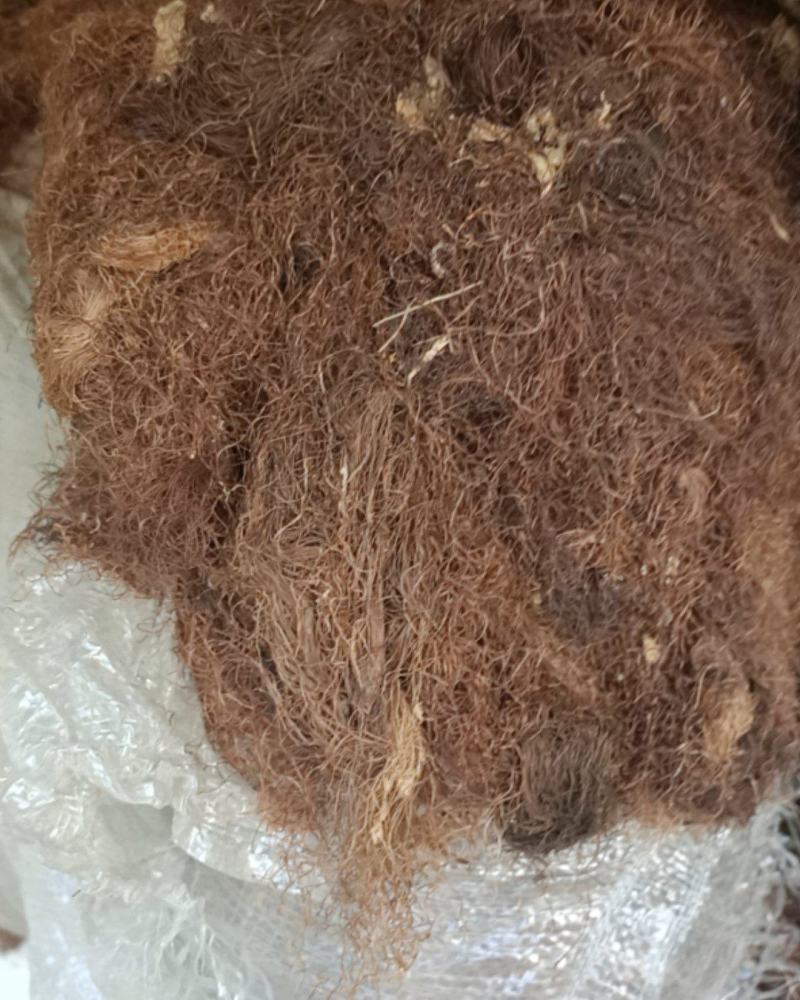 玉米须统货