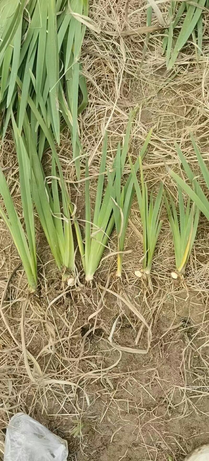 常绿鸢尾，质优价廉，欢迎大量采购，产地直发，量大从优
