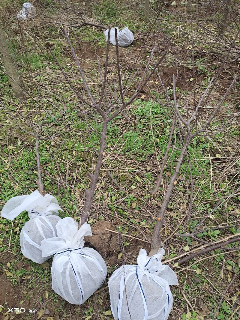 榆叶梅，红叶红花榆叶梅3公分~5公分有现货，有需要联系