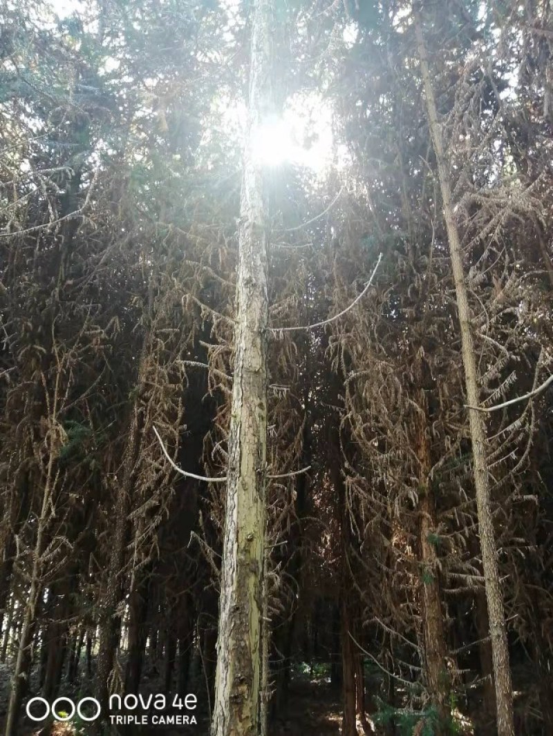 杉树