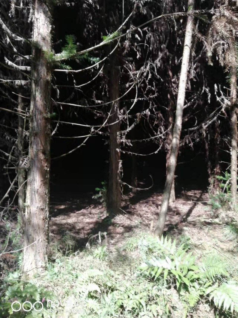 杉树