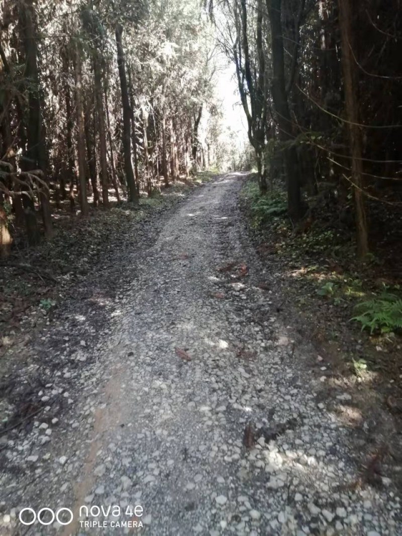杉树