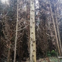 杉树