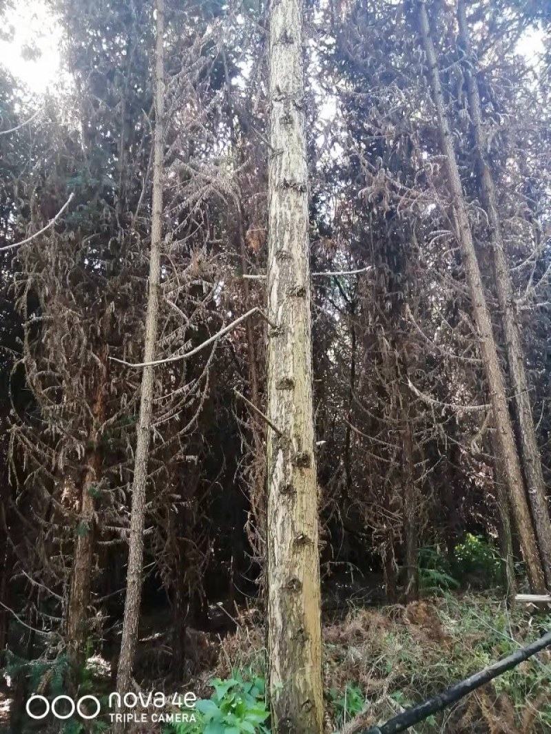 杉树