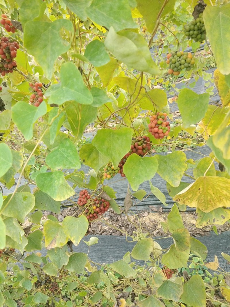 江西药典粉防己种子，成熟净籽无杂质，提供技术支持