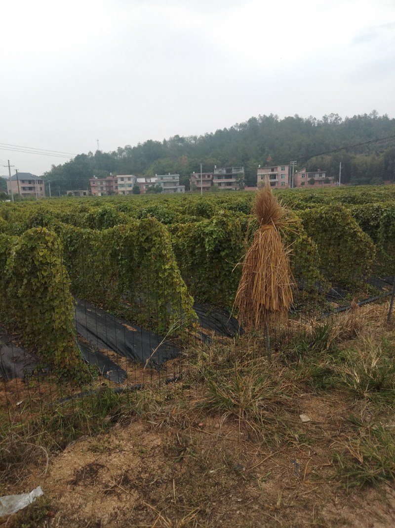 江西药典粉防己种子，成熟净籽无杂质，提供技术支持