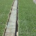 大白菜苗，鸿阳50.东阳50.东阳502