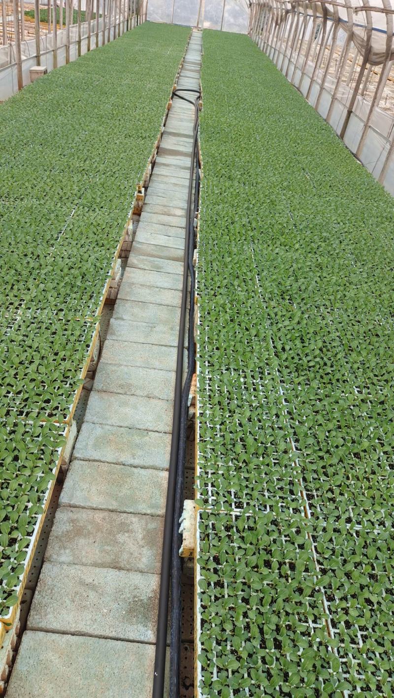大白菜苗，鸿阳50.东阳50.东阳502