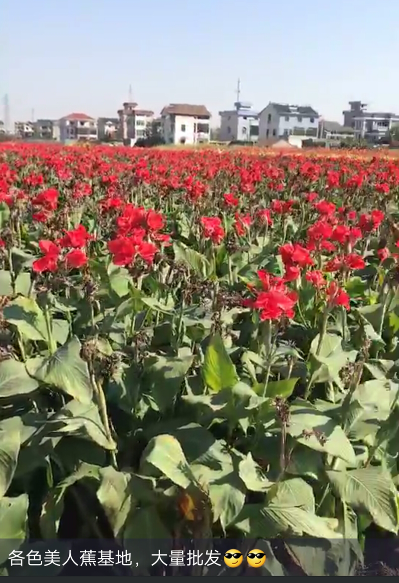 红花美人蕉，质优价廉，欢迎大量采购，量大从优。