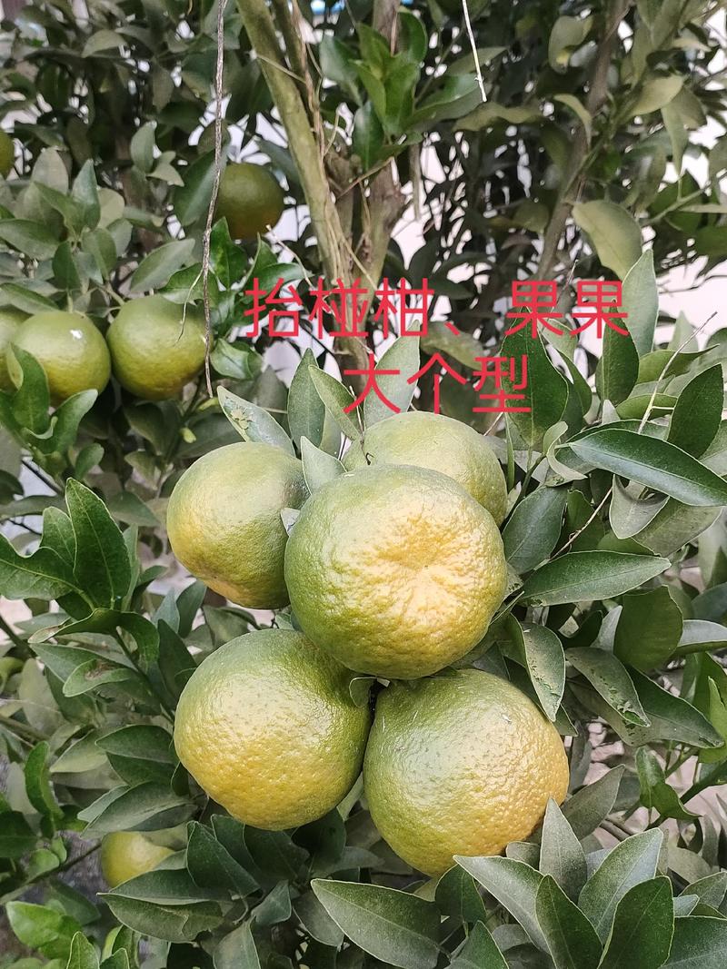 早熟大果椪柑苗/椪柑新苗芦柑苗丰产型（包邮）