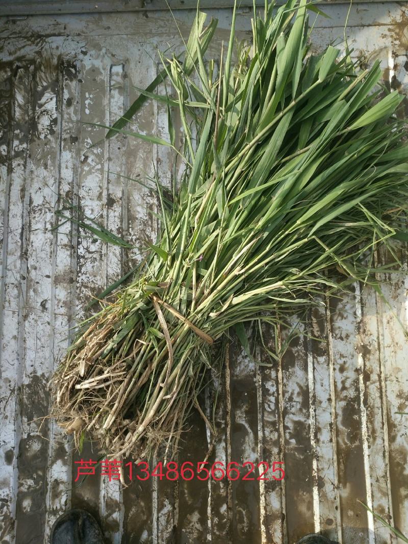 芦苇，质优价廉，欢迎大量采购，产地直发，量大从优