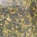 广昌莲芯