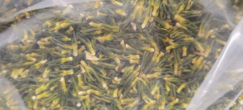 广昌莲芯