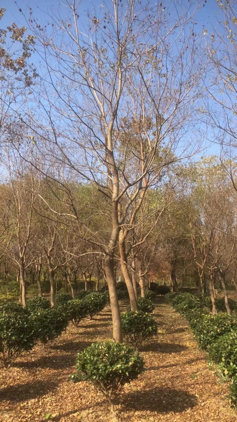 乌桕，苗圃直供精品乌桕规格齐全，量大可以优惠