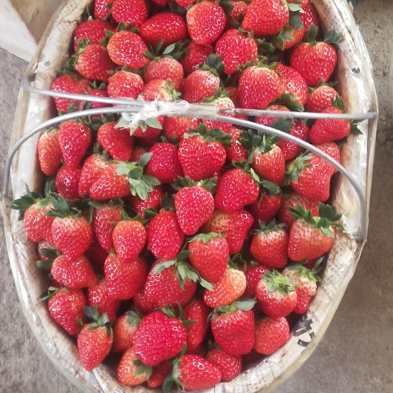 【热卖】红颜草莓，，万亩基地，一手货源，价格美丽。