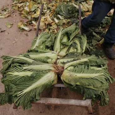 迁安大白菜满心菜四五六斤大白菜