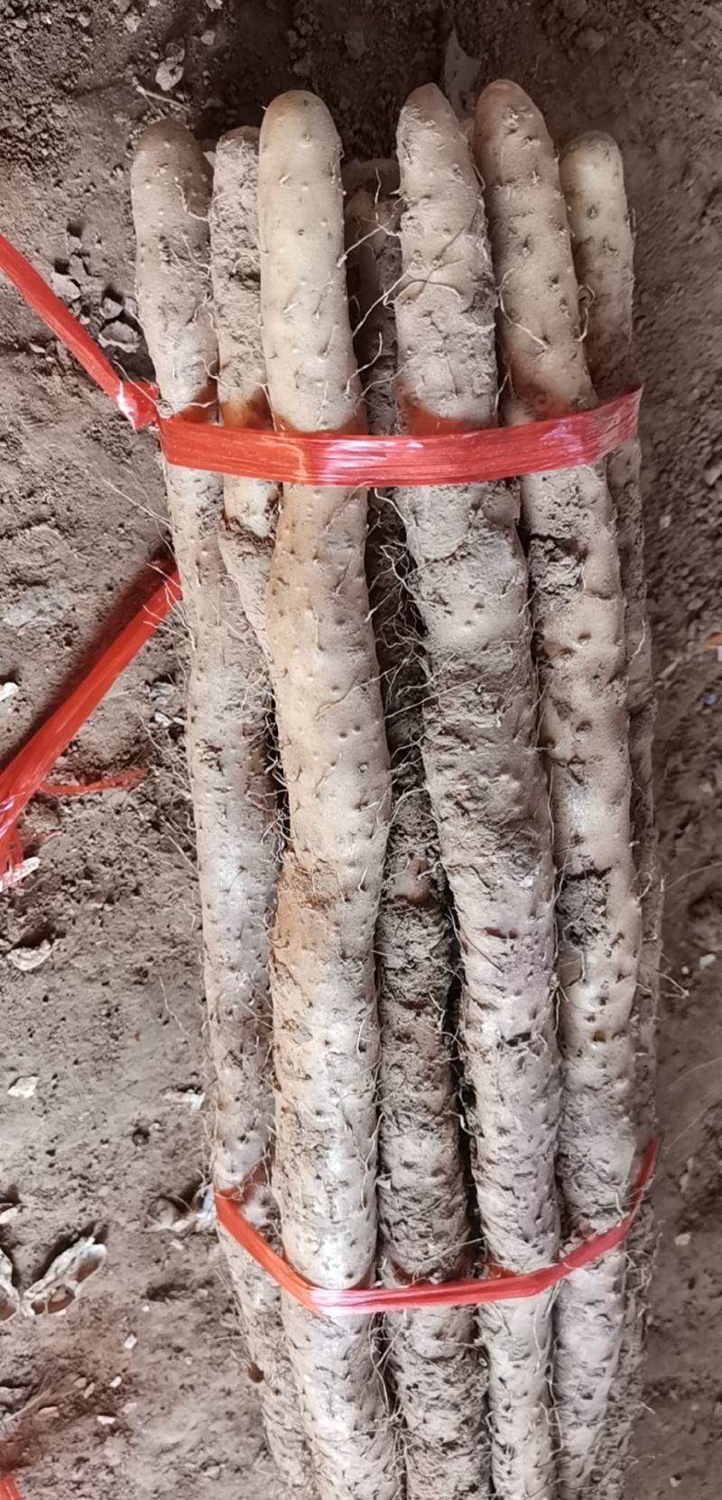 临漳正宗铁棍山药红皮铁杆山药产地直发