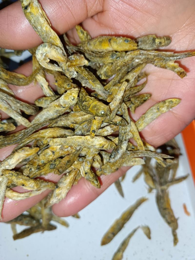 优质山坑鱼小黄鱼基地直发，一手货源，价格合理欢迎来电
